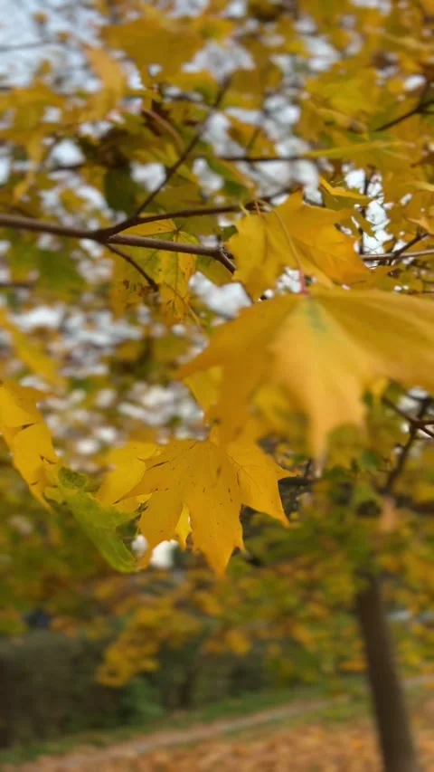 Fall golden leaves of maple tree. Autumn colors bright yellow leaves of maple Vidéo 318285004