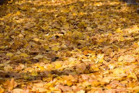 Fall Golden Leaves Stock Photos