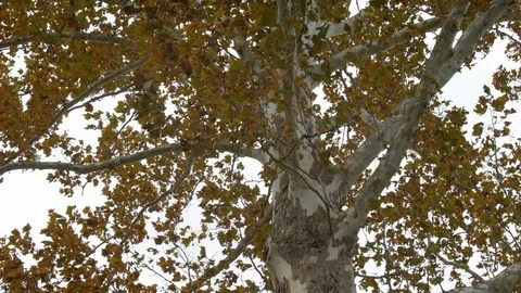 Fall golden leaves tree 스톡 동영상 97819297