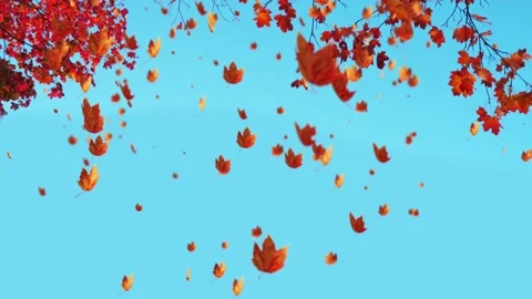 Fall of golden maple leaves in autumn Stock Footage 143758134