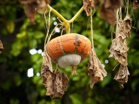 Fall gourd Stock Photos