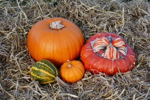 Fall gourds and squashes with orange pumpkins Stock Photos