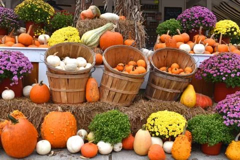 Fall Gourds... Stock Photos
