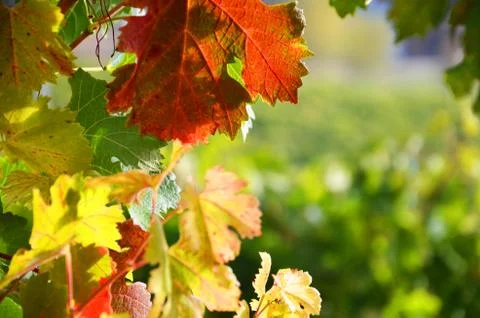 Fall grape leaves Stock Photos