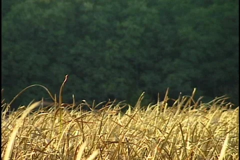 Fall Grass Blowing in Wind Stock Footage 297478