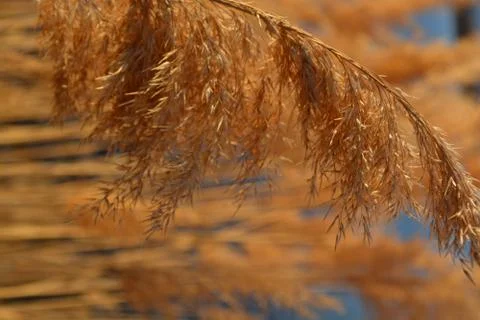 Fall Grass Foto stock