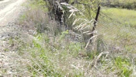 Fall grass, sunlight and wind Stock Footage 238768288