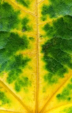 Fall green yellow leaf, nice decoration texture. Stock Photos