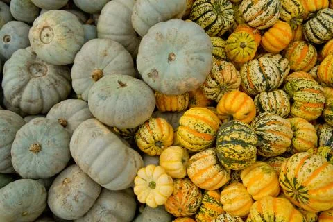 Fall grey and tiger mini pumpkins background. 스톡 사진