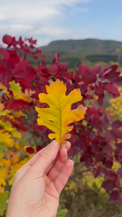 Fall. Hand holds a vibrant yellow-green leaf Stock-Footage 340382430