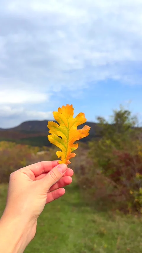 Fall. Hand showcases bright yellow oak leaf in foreground Stock Footage 339526020
