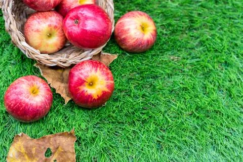 Fall harvest cornucopia. Red apples in the garden. Autumn season. Фото