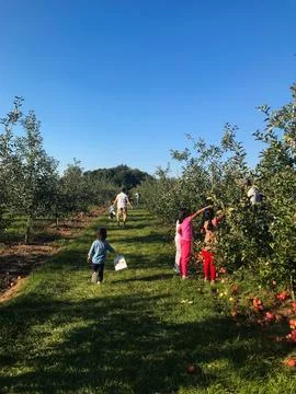 Fall Harvest Joy Apple Picking Day at the Farm Stock Photos