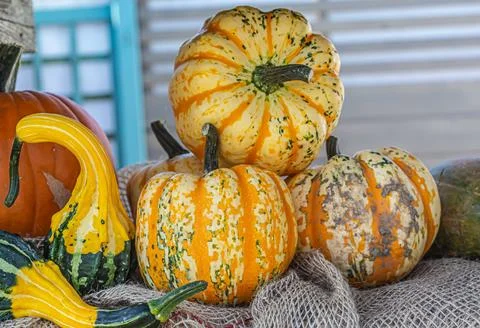 Fall harvest pumpkin patch halloween autumn gourd cozy vibes thanksgiving decor Stock Photos