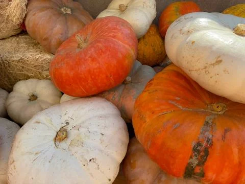 Fall Harvest Pumpkins , Close- Up Stock Photos