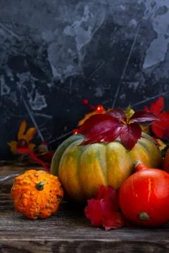Fall harvest of pumpkins Stock Photos