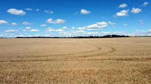 Fall Harvest Wheat Field Stock Photos