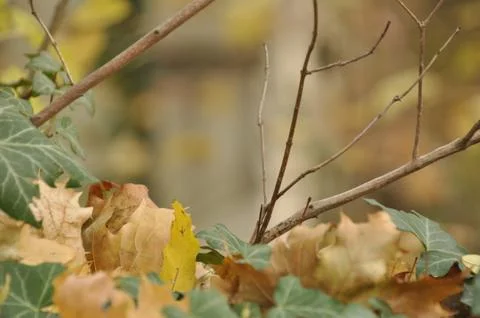 Fall has arrived Stock Photos