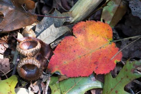 Fall Has Arrived Stock Photos