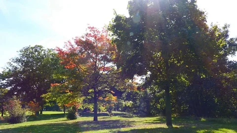 Fall has come. Yellow and red trees. Stock Footage 80622226