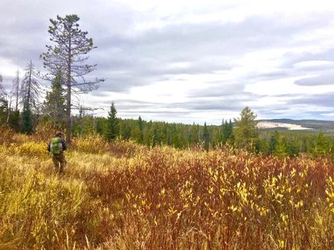 Fall Hike through the Willows and Pines on a Cloudy day in Montana Stock Photos