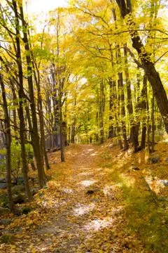 Fall hiking path Stock Photos
