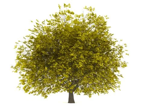 Fall hornbeam tree isolated on white background Stock Illustration
