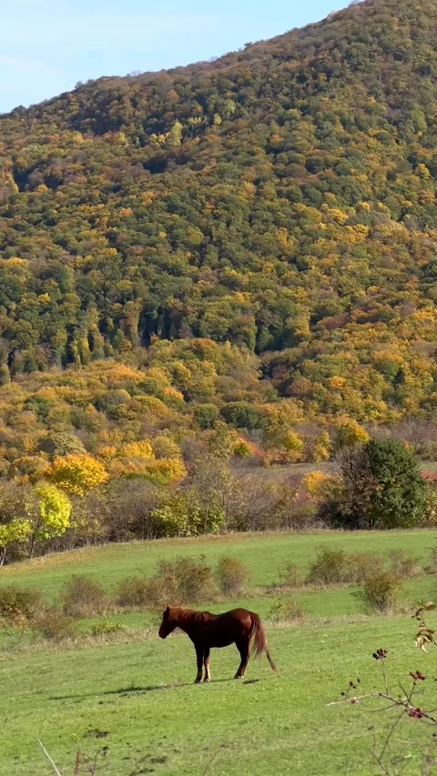 Fall. Horse grazes peacefully in lush green pasture 動画素材 339525972