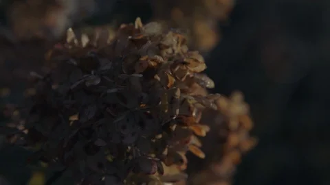 Fall hydrangea Stock Footage 96248952