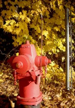 Fall Hydrant 写真素材