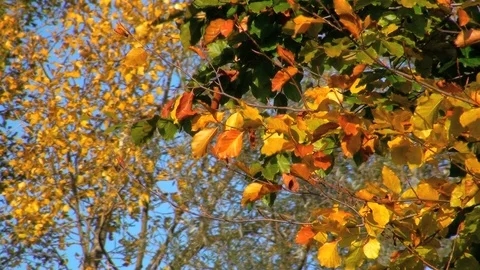 Fall impression Vidéo 85688997