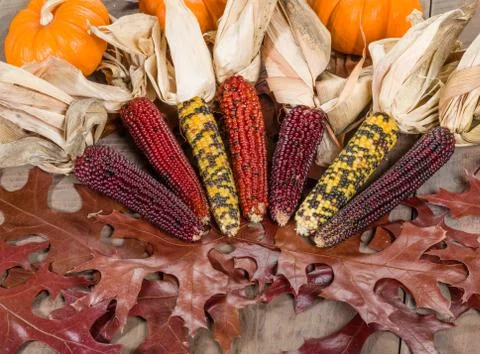 Fall indian corn with leaves 写真素材