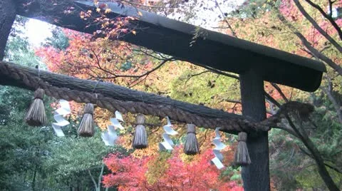 Fall in Japan Видео 21088064