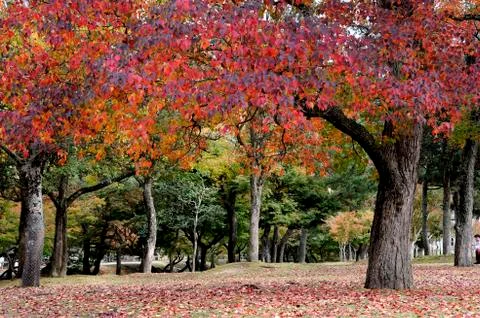 Fall in Japan Stock Photos