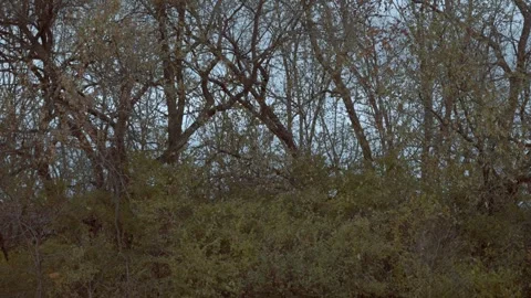 Fall in Kentucky leaves falling in slow motion at dusk Stock Footage 321551681