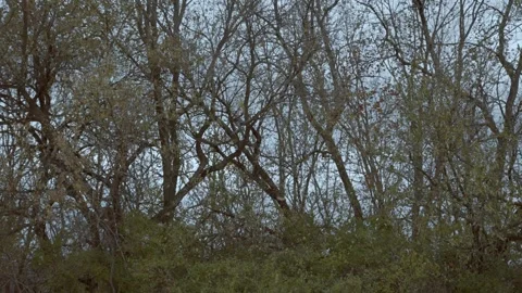 Fall in Kentucky leaves falling off trees in slow motion Stock Footage 321551623