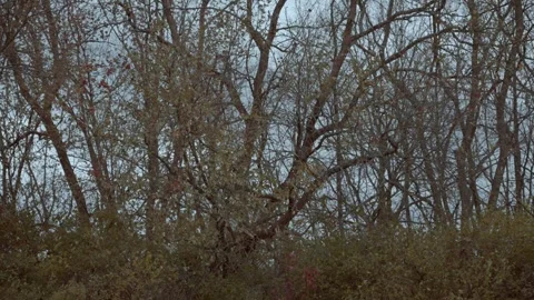 Fall in Kentucky leaves falling off trees in slow motion Stock Footage 321551676