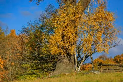 Fall landscape with fields of yellow grass and colorful leaves on the trees o Stock Photos