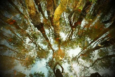 Fall landscape in forest Stock Photos