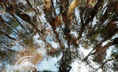 Fall landscape in forest Stock Photos