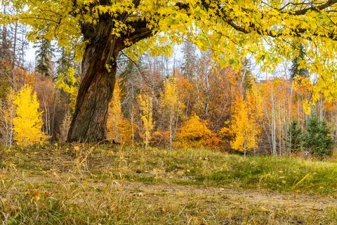 Fall landscape with maple tree canopy framing park trees in gold colors Stock Photos