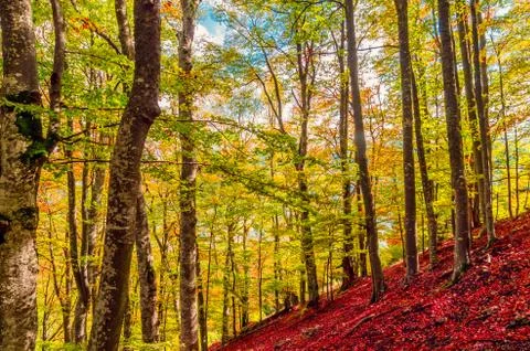 Fall landscape in the mountains Stock Photos