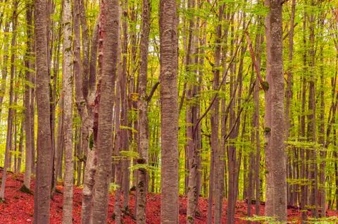 Fall landscape in the mountains Stock Photos