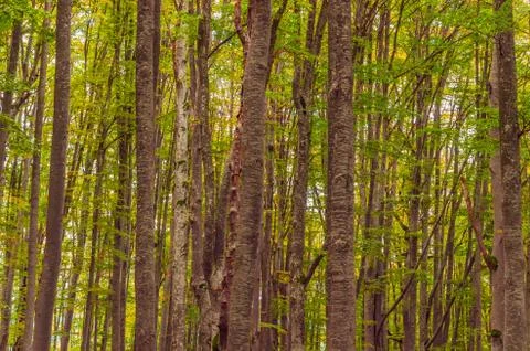 Fall landscape in the mountains Foto stock