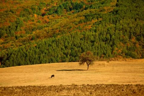 Fall landscape Stock Photos