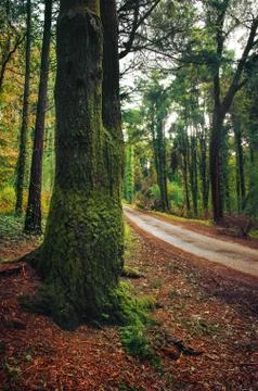 Fall Landscape Stock Photos