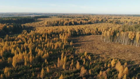 Fall landscape with red, yellow and green trees. Drone video 4k 스톡 동영상 96668665