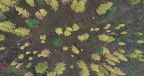 Fall larch forest bird's eye view aerial 動画素材 173279239