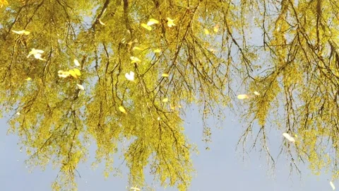 Fall leaf and tree reflections in water surface Stock Footage 278405532