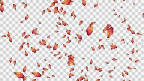 FALL LEAF ANIMATION with Alpha Stock Footage 142682945